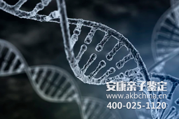 上海Y染色体DNA亲子鉴定多少钱,Y染色体dna鉴定准吗？ 